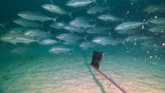 School of Yellowfin Kingfish and Samson fish