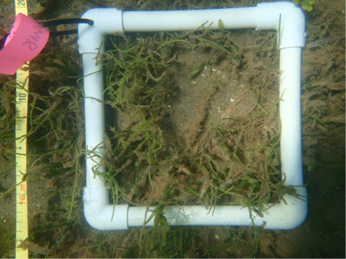 shot of seagrass