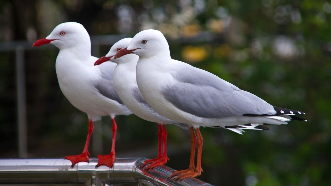 3 seagulls perched on a rail.
