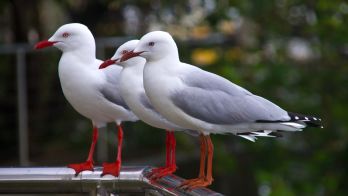 H5 bird flu testing update 10 August