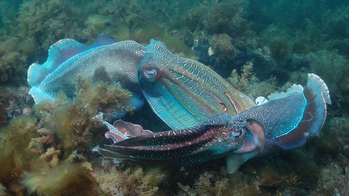 Giant Cuttlefish