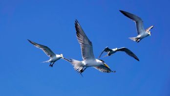 H5 bird flu testing update 27 August