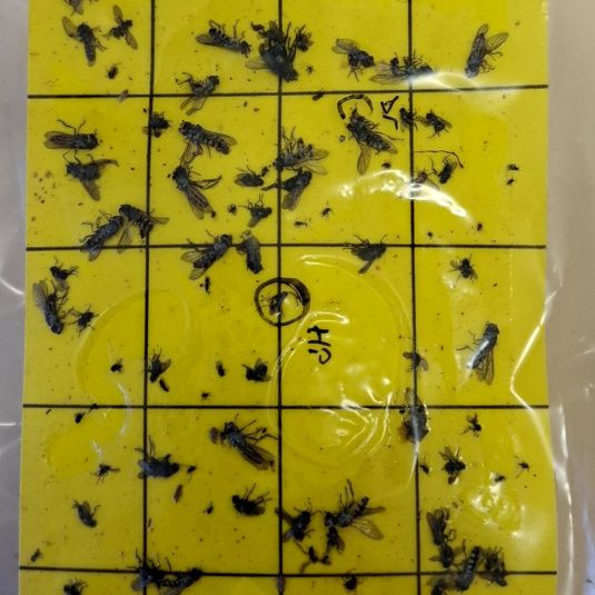 Yellow sticky trap covered with hoverflies