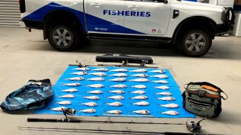 Recreational Fishers caught with illegally taken Snapper