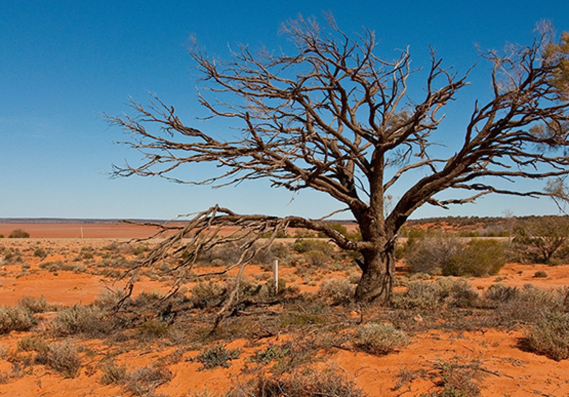 dry south australian landscape