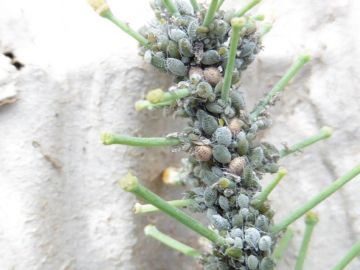 Canola aphids with bronze-coloured 'aphid mummies'