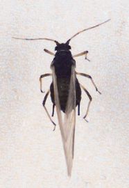 Winged Cowpea aphid adult