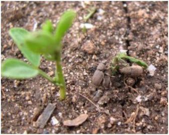 Crop damage - Weevils consuming a lentil seedling