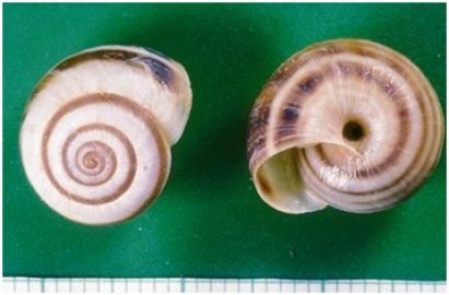 The common white snail, <i>Cernuella virgata</i>