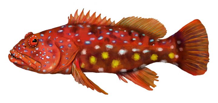 Harelquin Fish