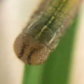 Armyworm head showing 3 white stripes on cervical shield (neck) (photo: R. Hamdorf)