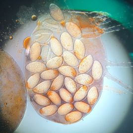 Female RLEM with over-summering eggs (photo: M. van Helden)