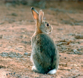 European rabbit