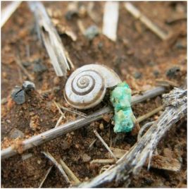 Vineyard snail consuming bait pellet. (Photo: H. Brodie).