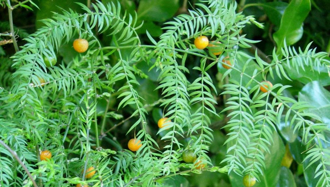 asparagus_fern_3_-_BS_1_24_scandens_fruits.jpg