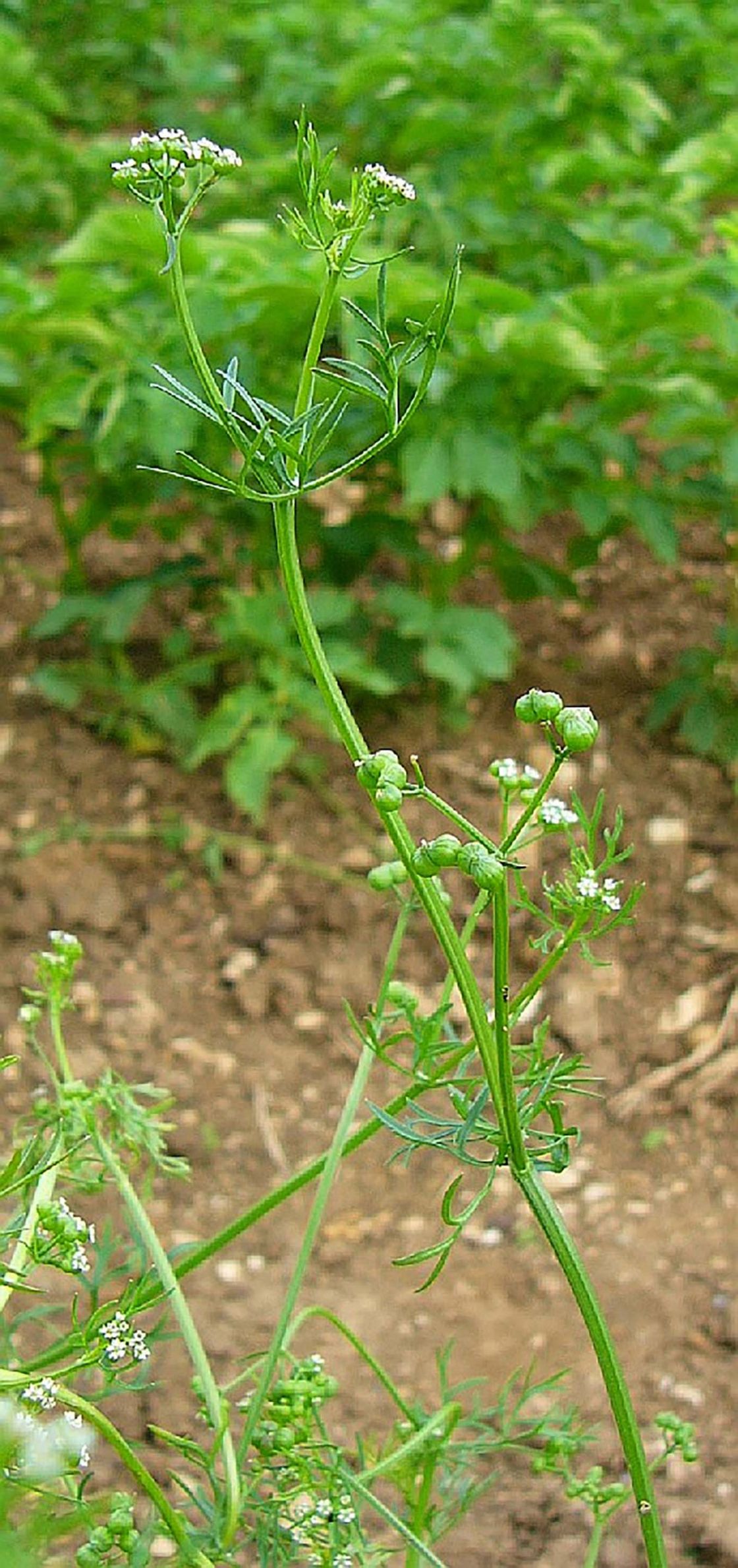 bifora_3_-_Bifora_plant_-_Thomas_Meyer.jpg