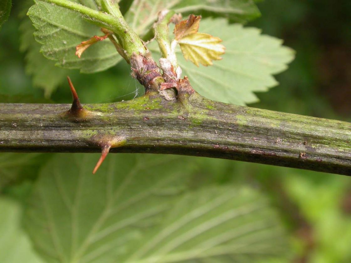 Bundy_blackberry_2_-_thorn_bundy_black.jpg