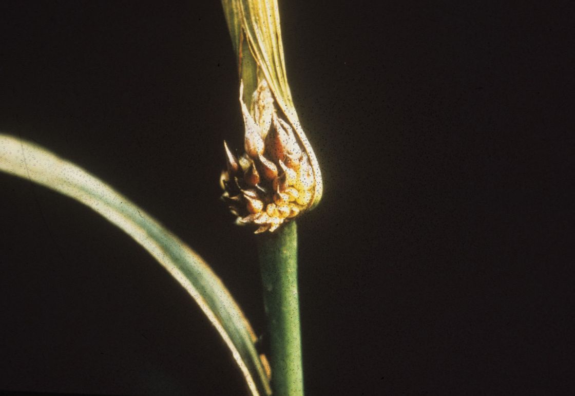 cape_tulip_4_-_CT_2leaf_aerial_bulbils_DWLBC.jpg
