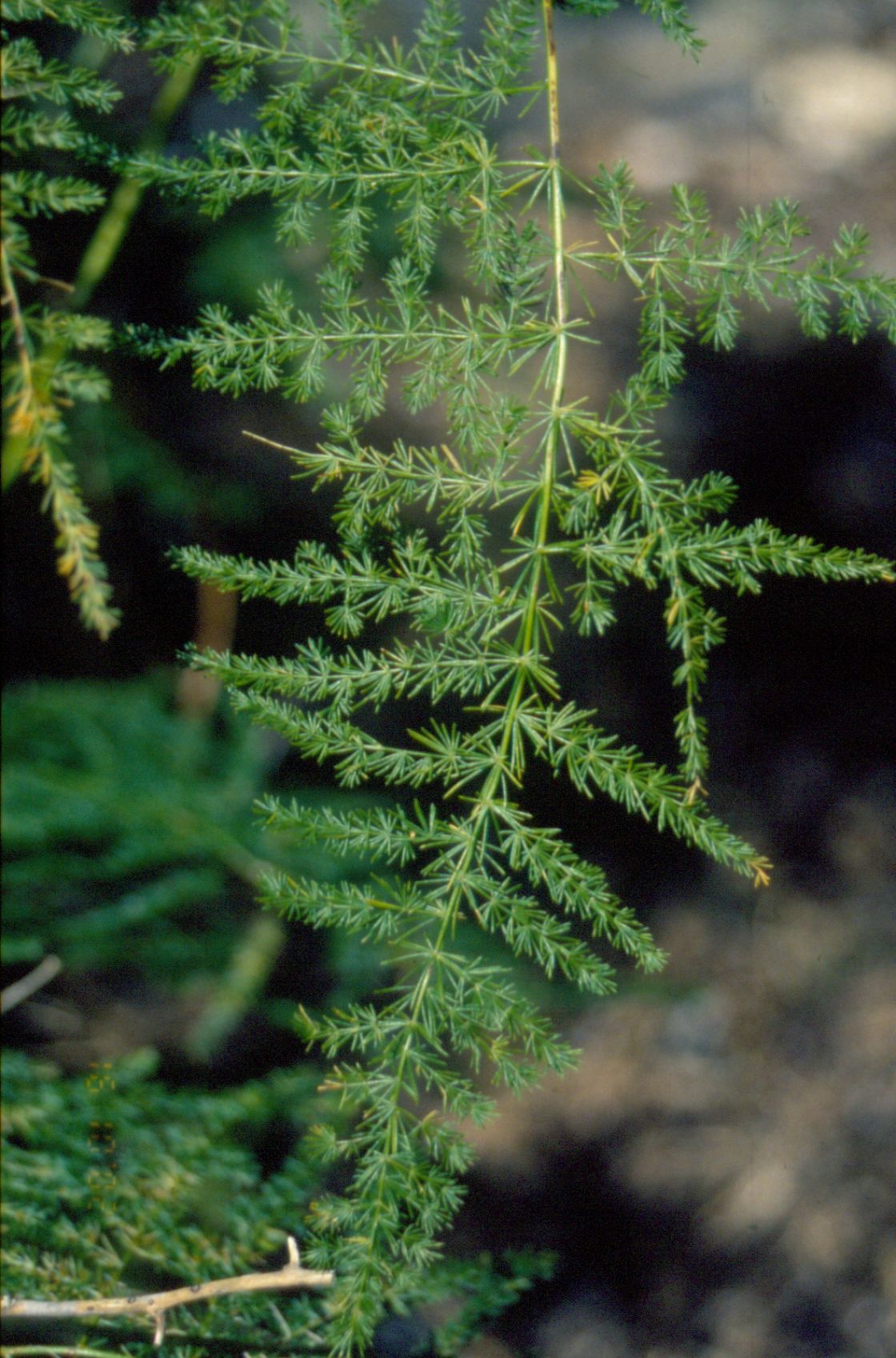 climbing_asparagus_fern_2_-_climbing_asparagus_fern_2.jpg