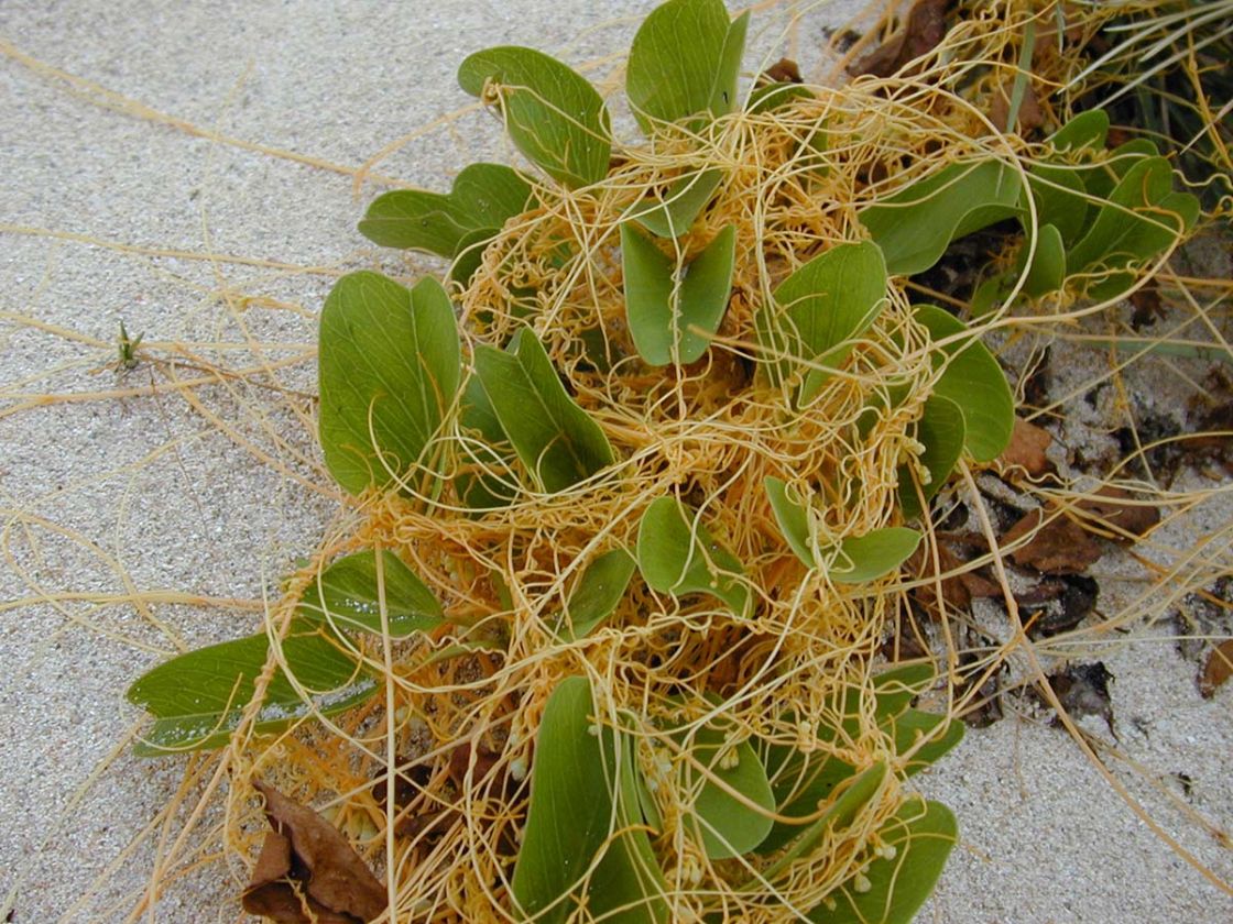dodder_1_-_starr-010206-0241.jpg