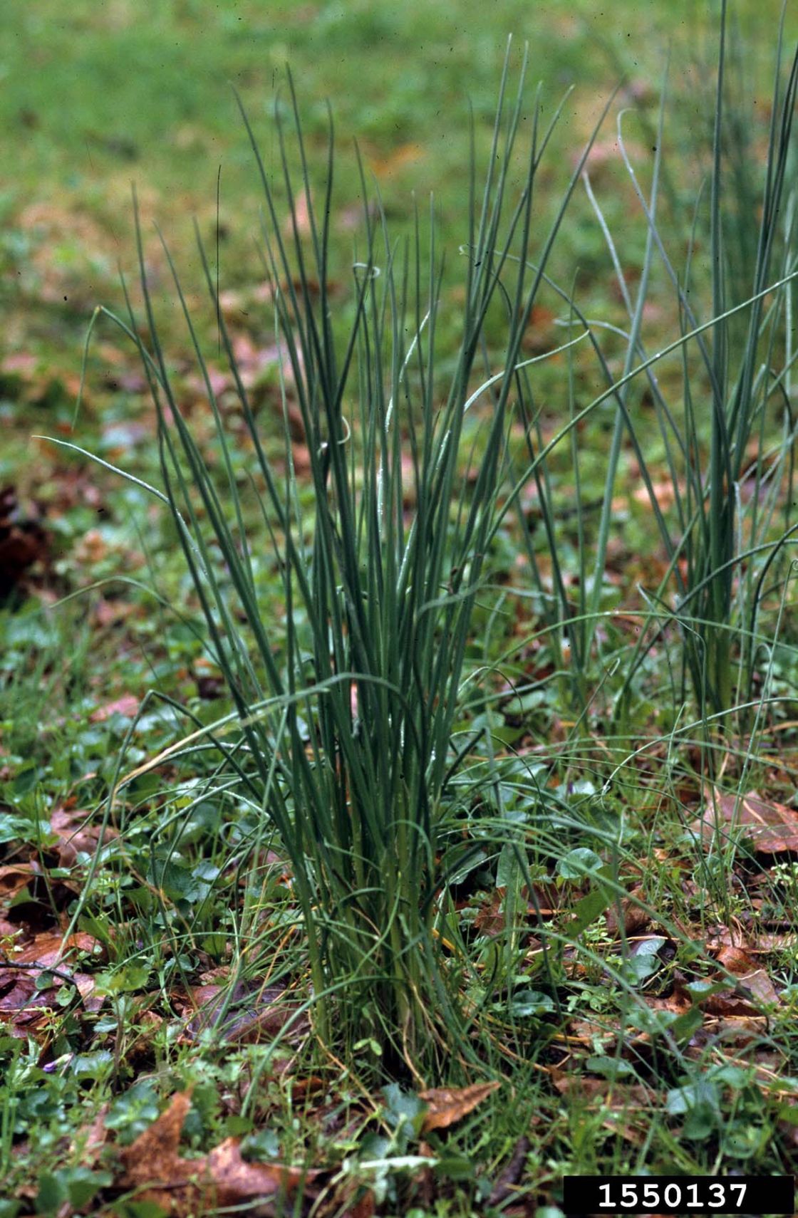 field_garlic_2_-_1550137.jpg