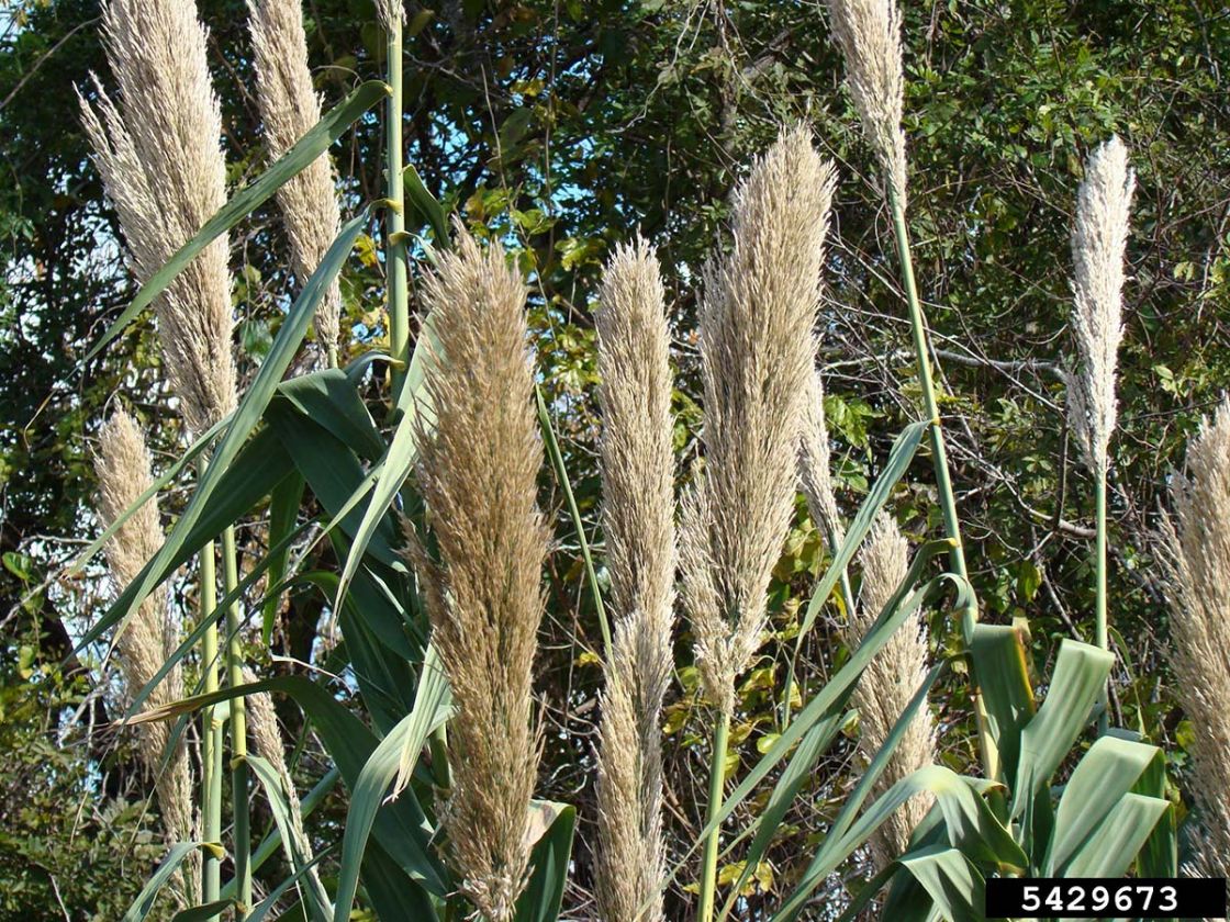 giant_reed_3_-_giant_reed_Flower_heads.jpg