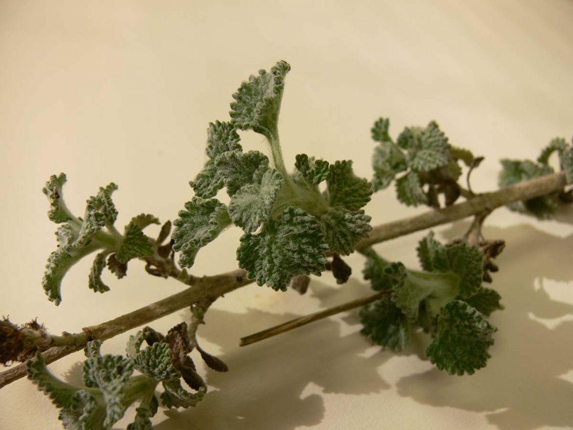 horehound_2_-_HH_leaf_2_A_Harvey.jpg