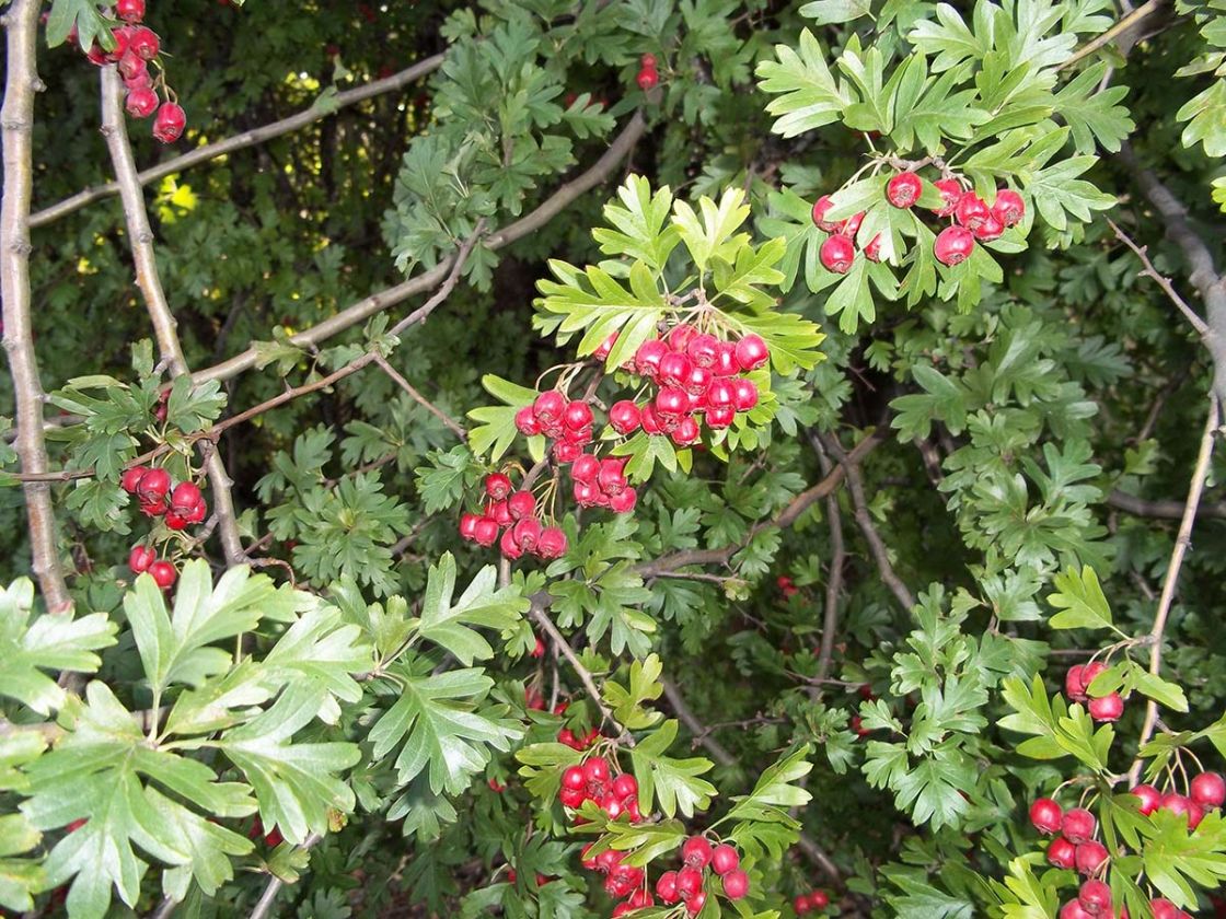 may_1_-_May_fruits_JDean.jpg