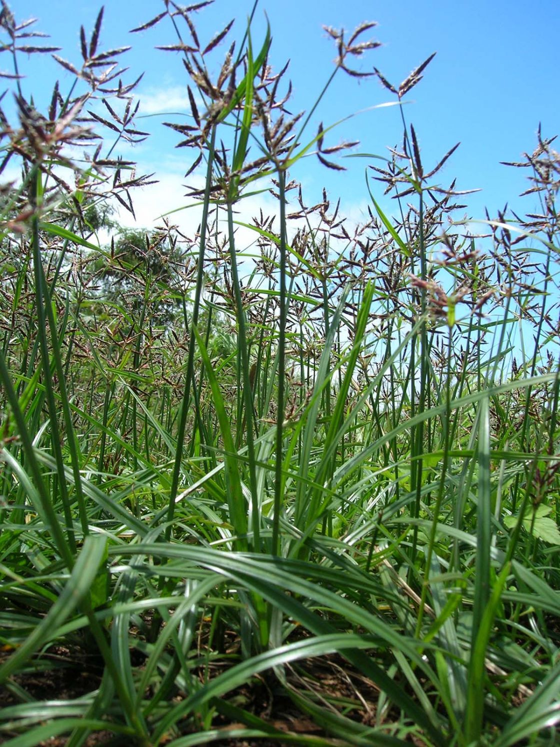 nutgrass_2_-_starr-060416-7708.jpg