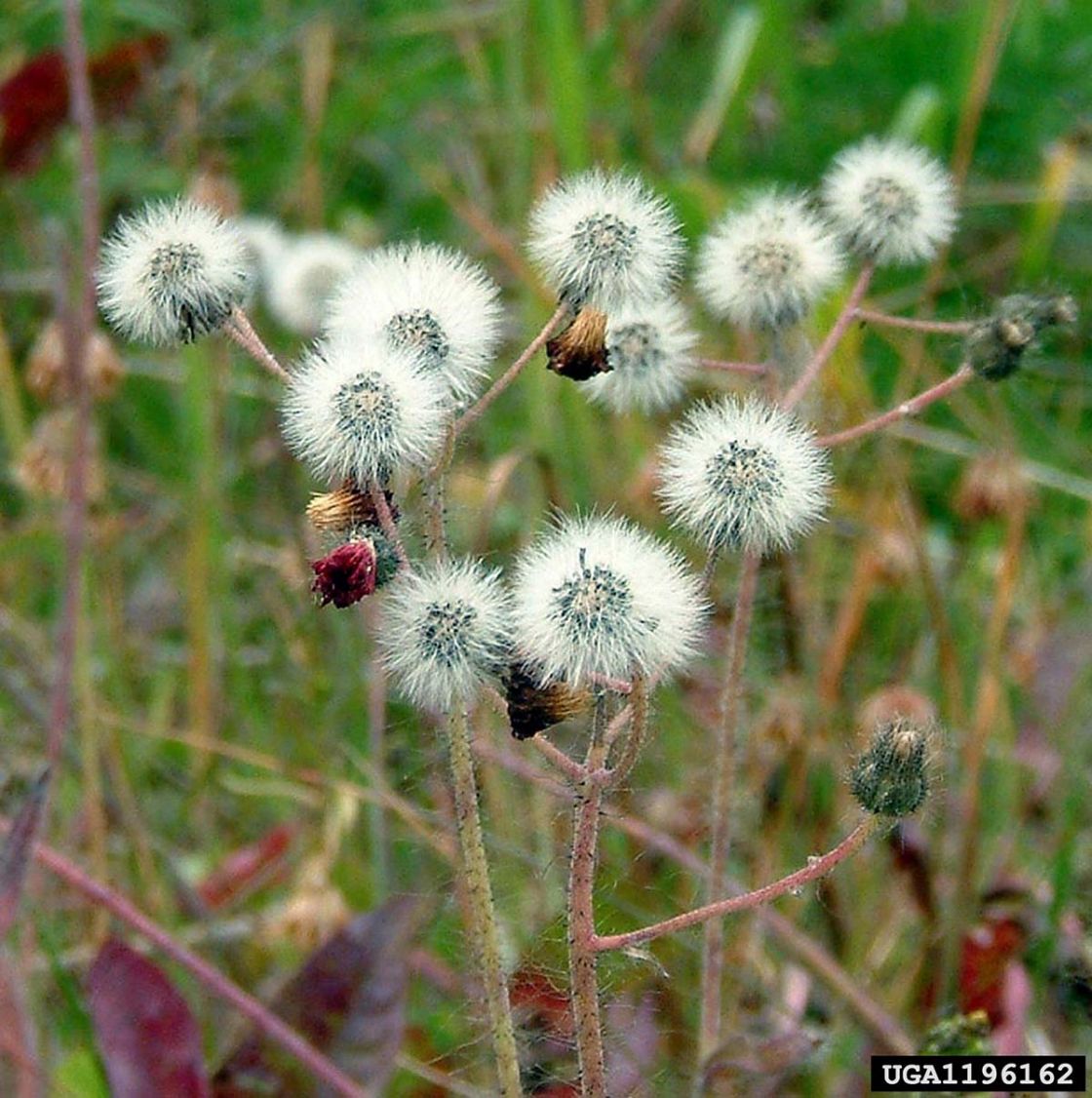 orange_hawkweed_2_-_1196162.jpg