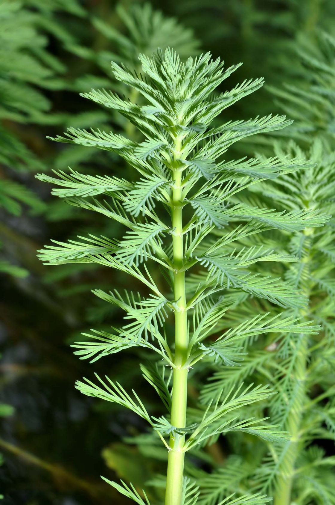 parrot_feather_1_-_parrot_feather_1.jpg