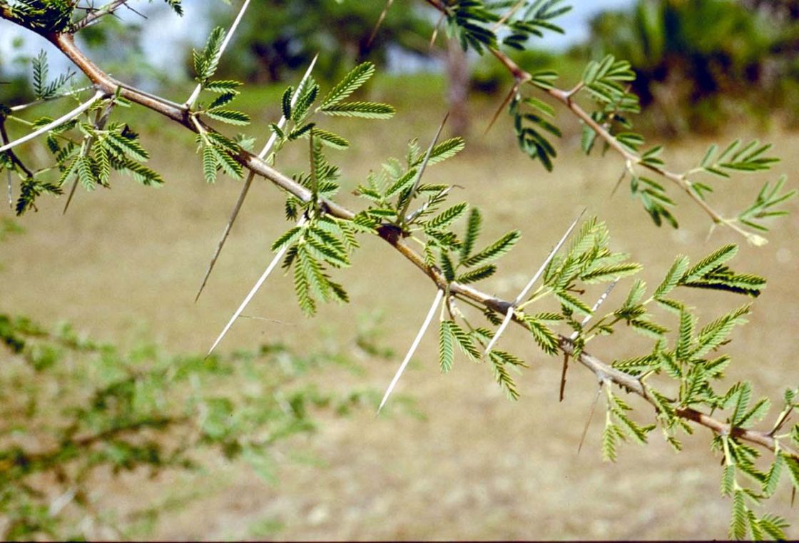 prickly_acacia_2_-_AcaciaNiloticaThorns_1_609_93_ColinWilson.jpg