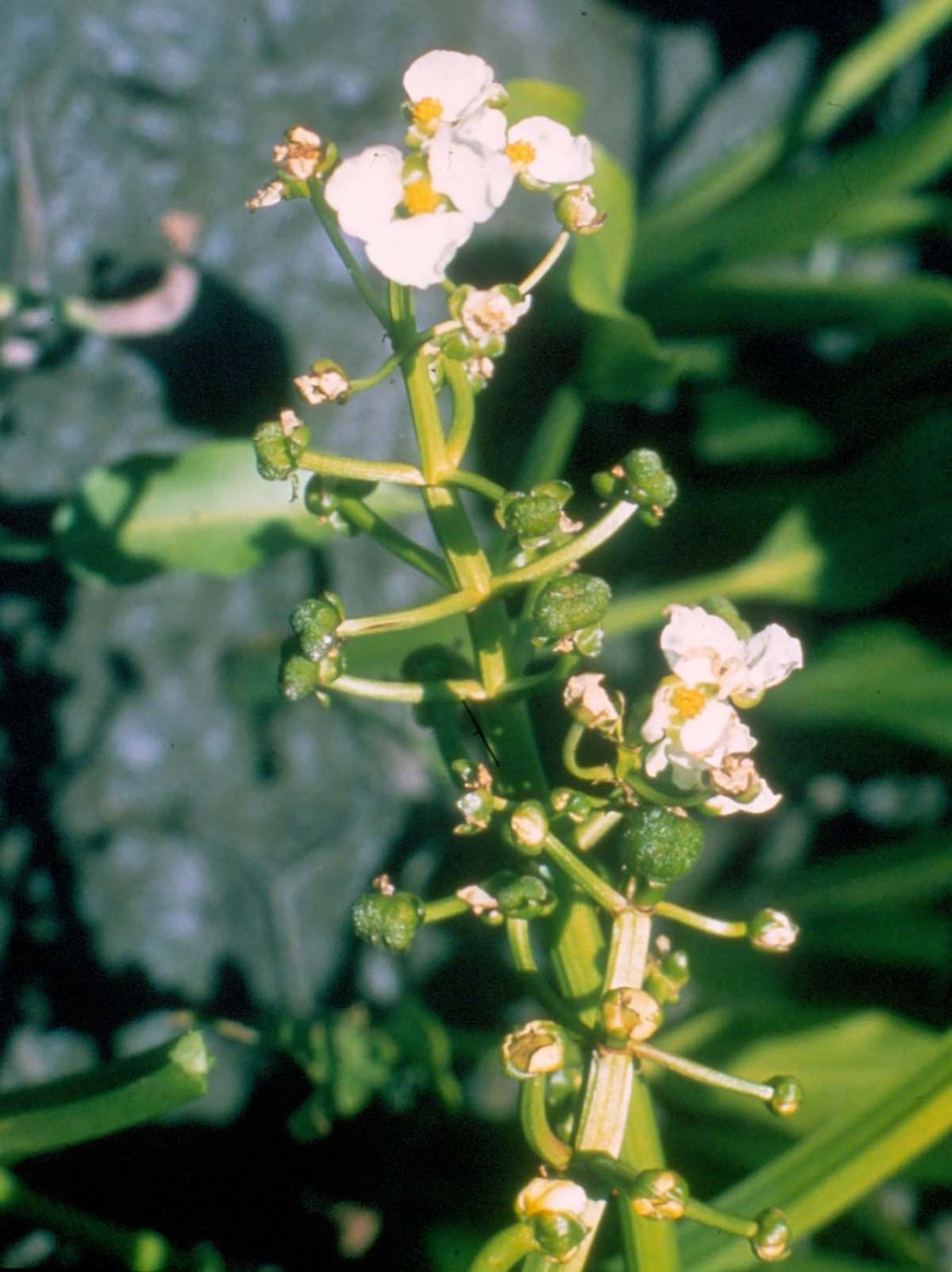 sagittaria_3_-_scan0011.jpg