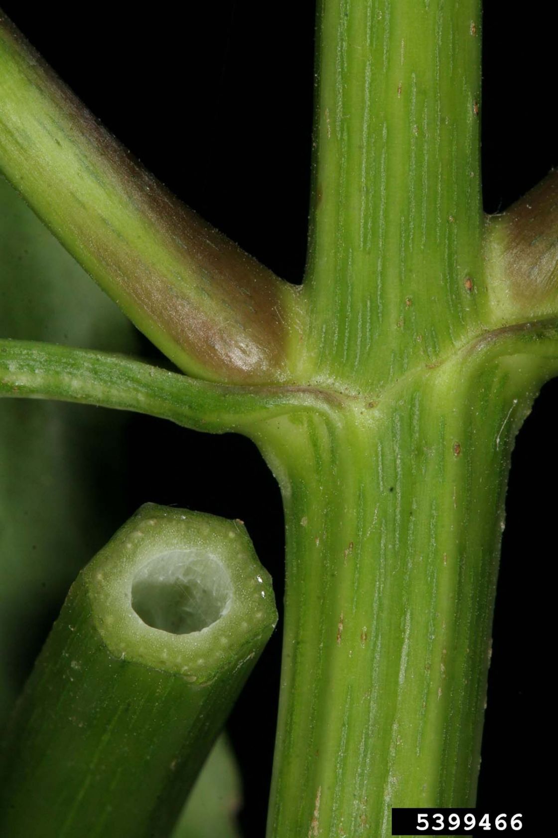Senegal_tea_plant_3_-_5399466.jpg