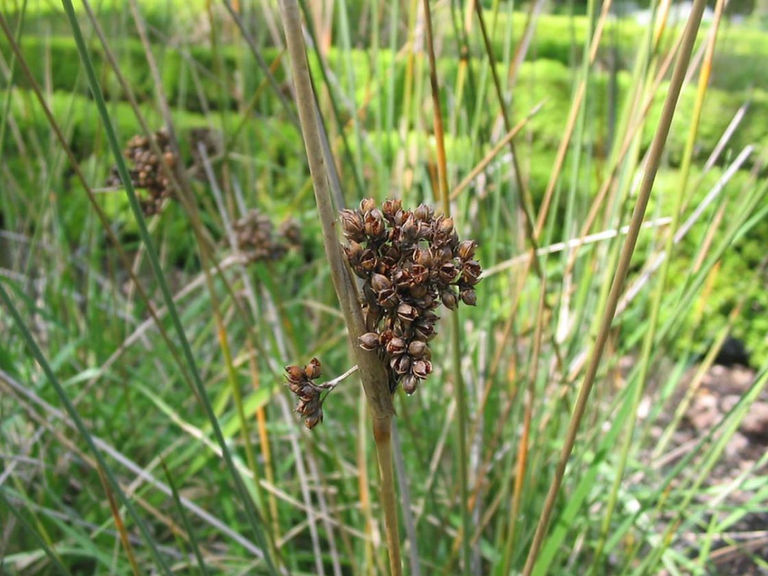 spiny_rush_1_-_Juncus_acutus_fruto.jpg