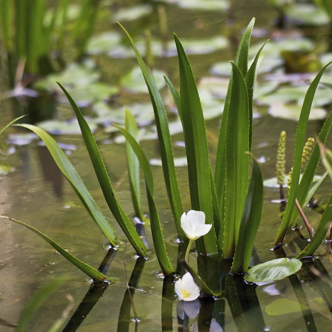 water_soldier_1_-_Stratiotes_aloides_LC0258.jpg