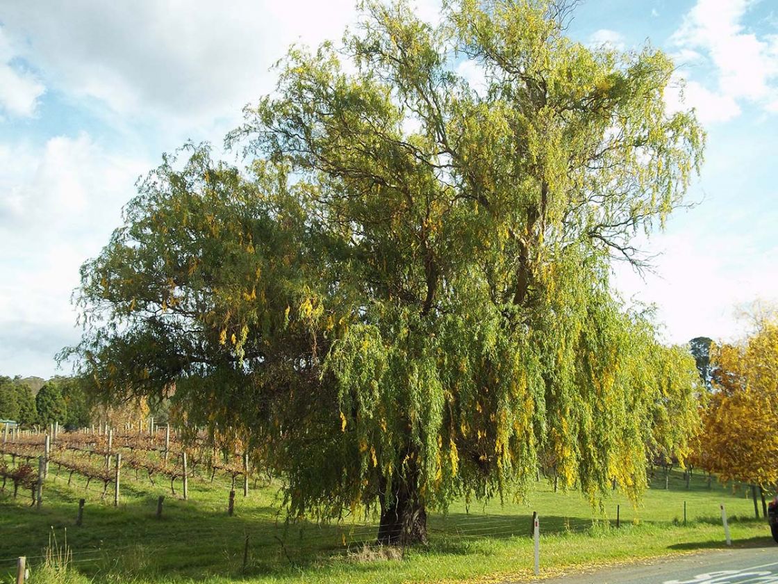willows_3_-_weeping_willow_JDean_.jpg