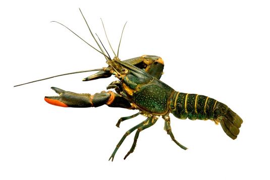 Red Claw Crayfish