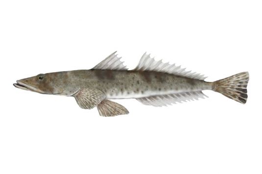 Flathead (all species)