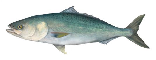 Salmon, Australian