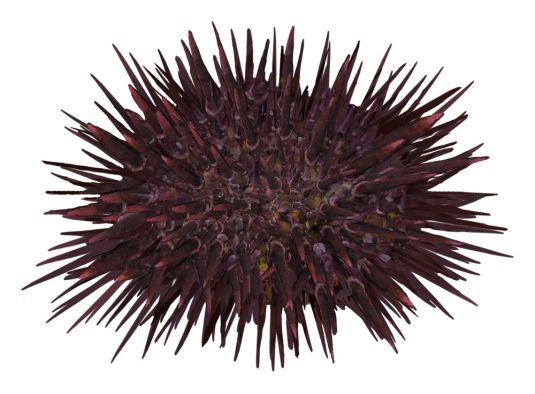 Sea Urchin