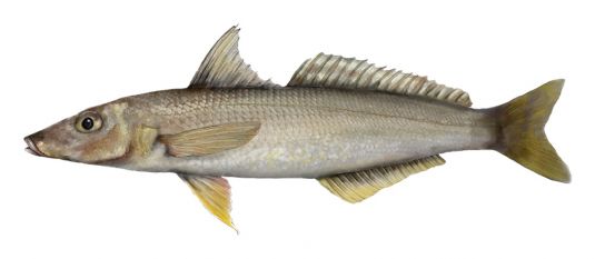 Yellowfin Whiting