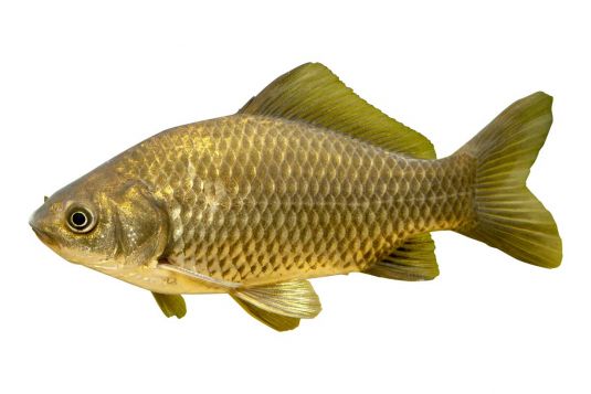 Goldfish