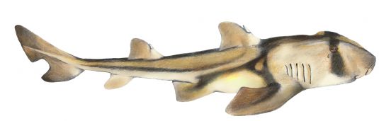Port Jackson Shark