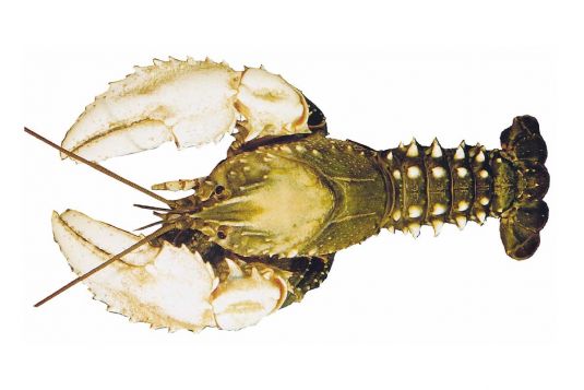 Murray River Crayfish