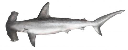Smooth Hammerhead