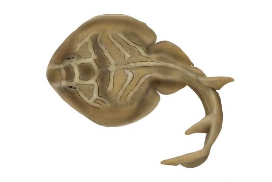 Southern Fiddler Ray