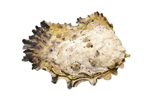 Wild Pacific Oyster