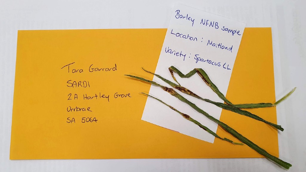 A yellow envelope addressed to SARDI with a hand-written note and damaged crop sample