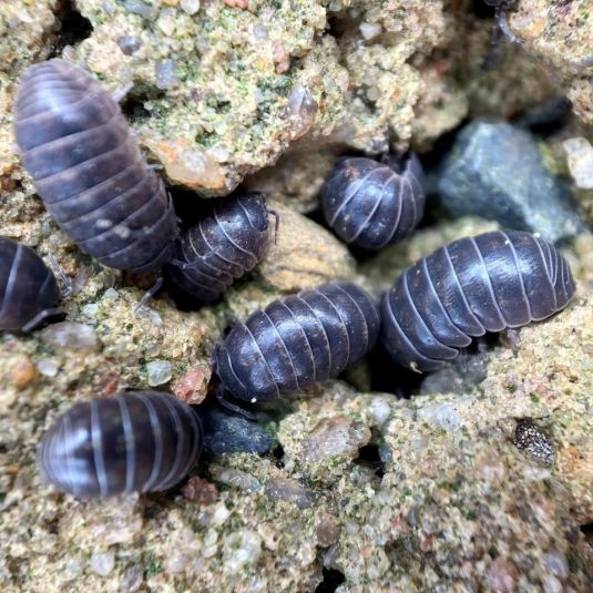 A group of common pillbugs